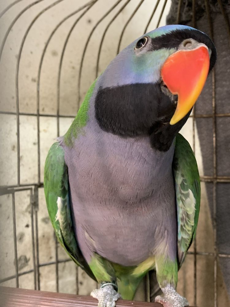Говорящий Китайсикий кольчатый попугай