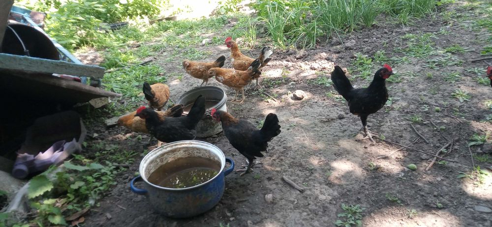 Карликові кури бентамки