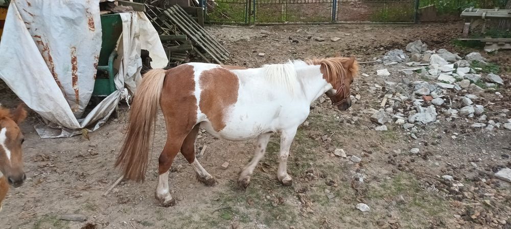 Kucyk kucyki klacz z źrebakiem