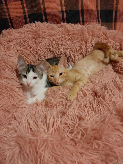 4 lindos gatinhos asseados, já comem e são muito brincalhões