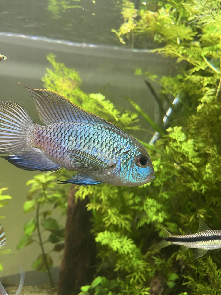 Acará Azul (Andinoacara pulcher) fêmea