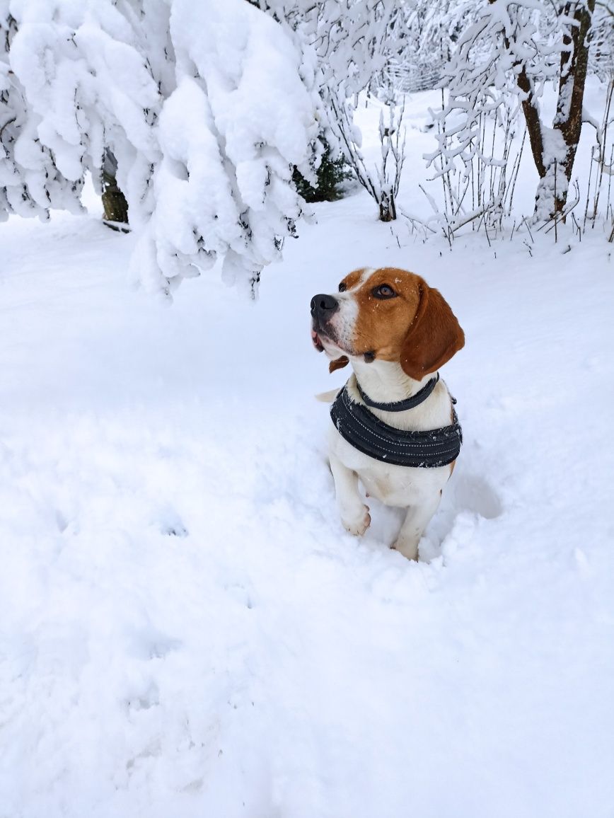 Piesek rasy beagle do rezerwacji
