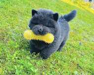 Chow Chow piekny piesek z genem niebieskim !