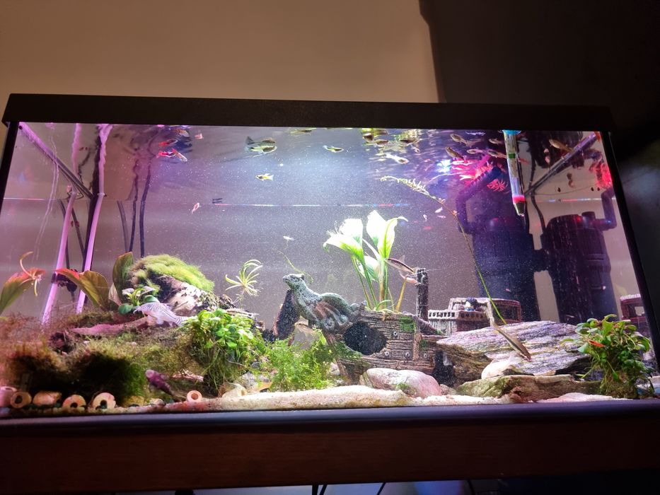 Akwarium 54l 60x30x30 Aquael zestaw + gratisy