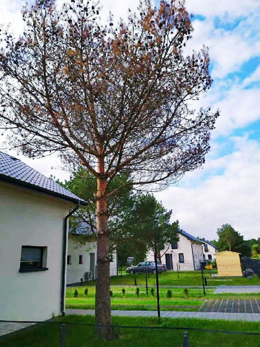 Ogrodzony Dom nad Morzem - Rowery Jastrzębia Góra-Ostrowo