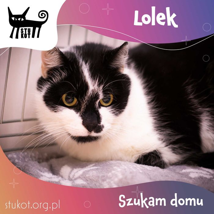 LOLEK - biało czarny kotek do adopcji