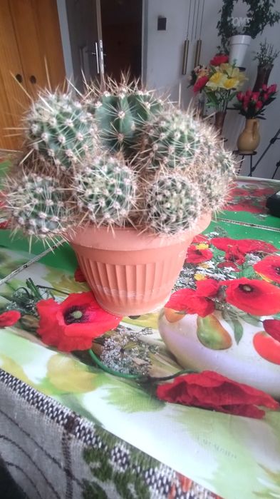 Katus w donice z małymi .