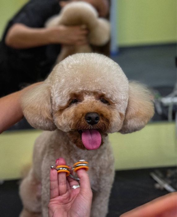 Від 800 грн (Грумінг на дому ( маленький простір) )