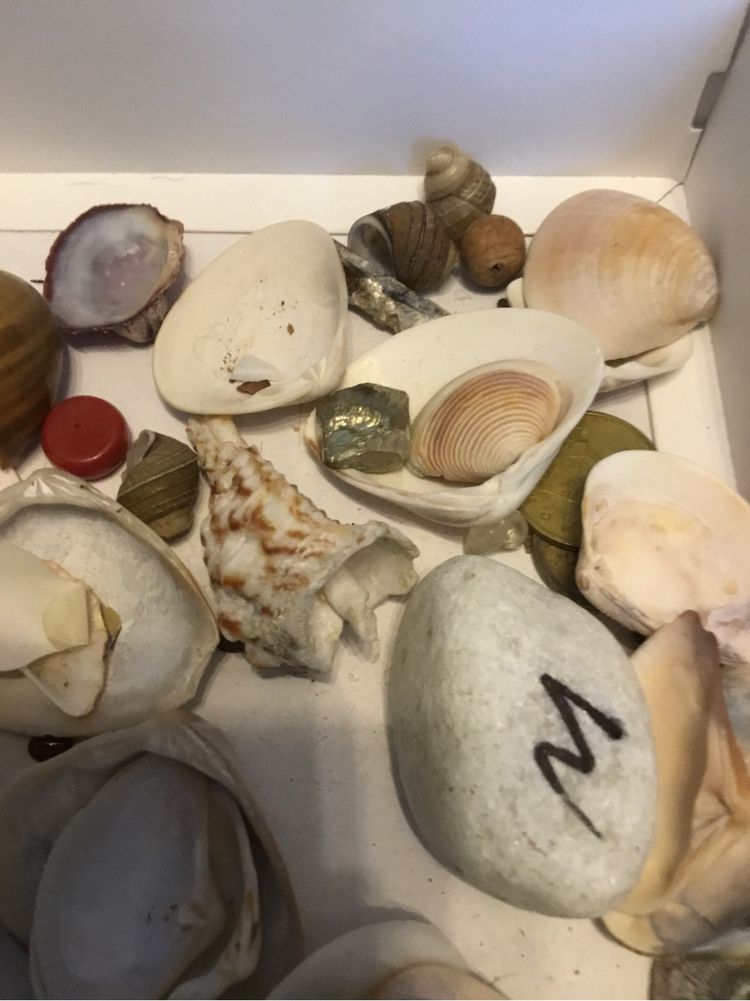 Muszle Pacyfik Ocean Indyjski