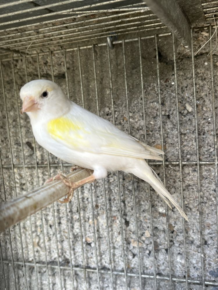 Troco esta canaria ou vendo.