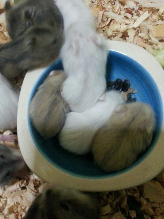 Джунгарские хомячки рыжие и белые