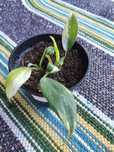 Philodendron White Wizard 2