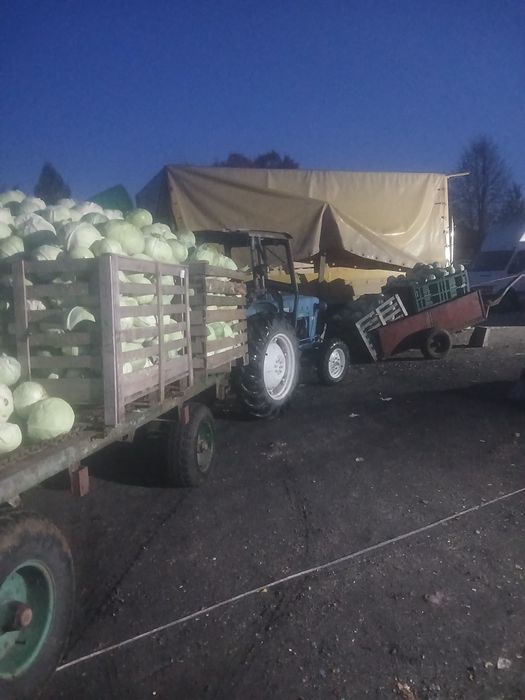 Kapusta szatkowana z własnej uprawy