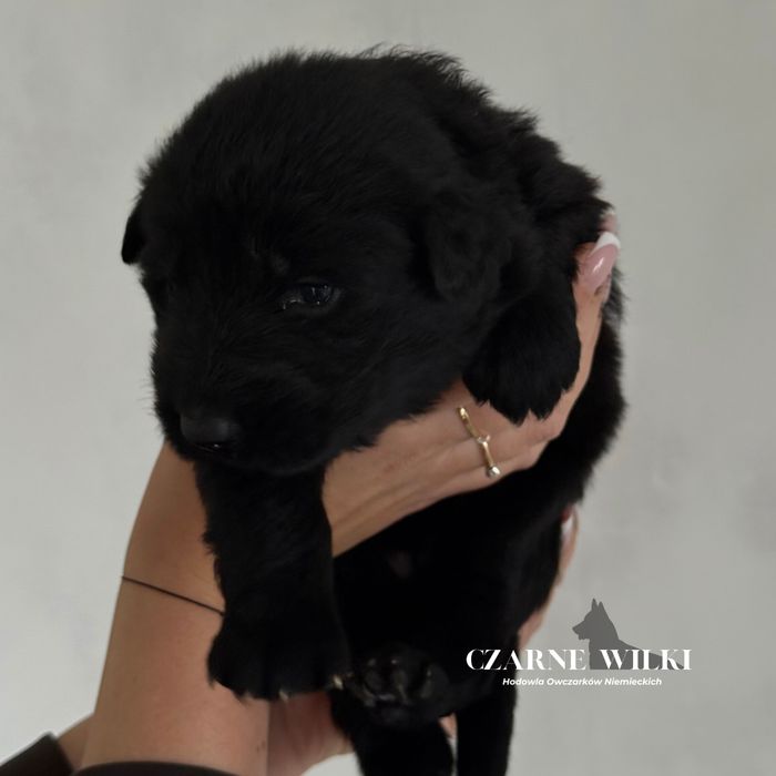 Owczarek Niemiecki Długowłosy - Suczka czarna - Hodowla Czarne Wilki