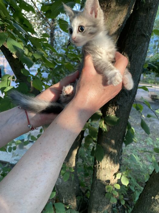 Котята кошки  в добрі руки