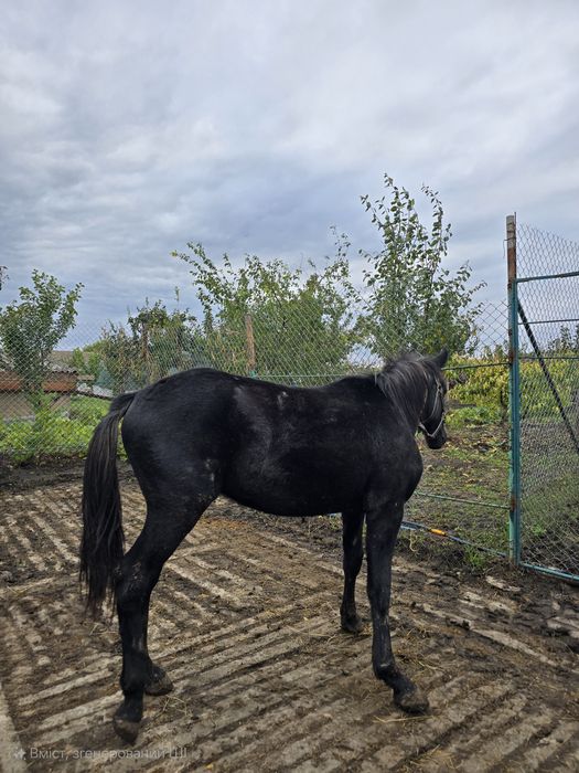 Продається молодий кінь
