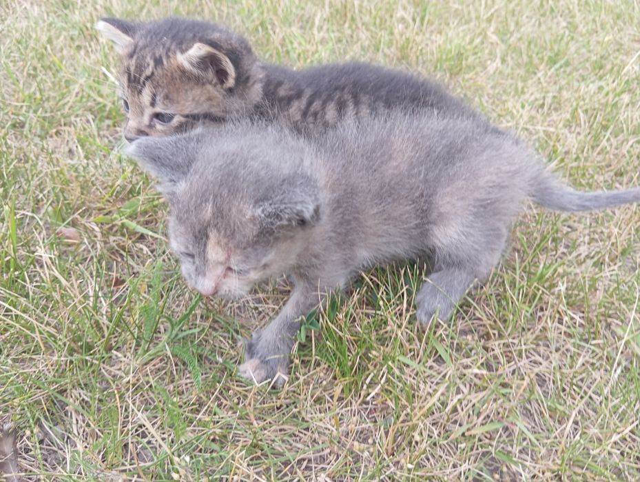 Котенята в добрі руки