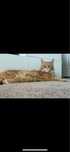 Kocur Maine Coon