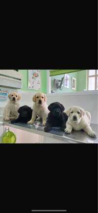 Labradores retriever