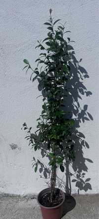 Eugenia Myrtifolia Newport 1 metro