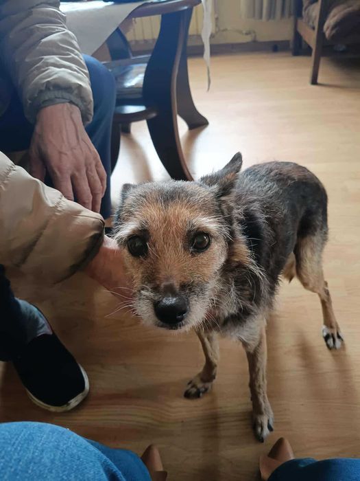 Pilnie domek dla uroczej staruszki