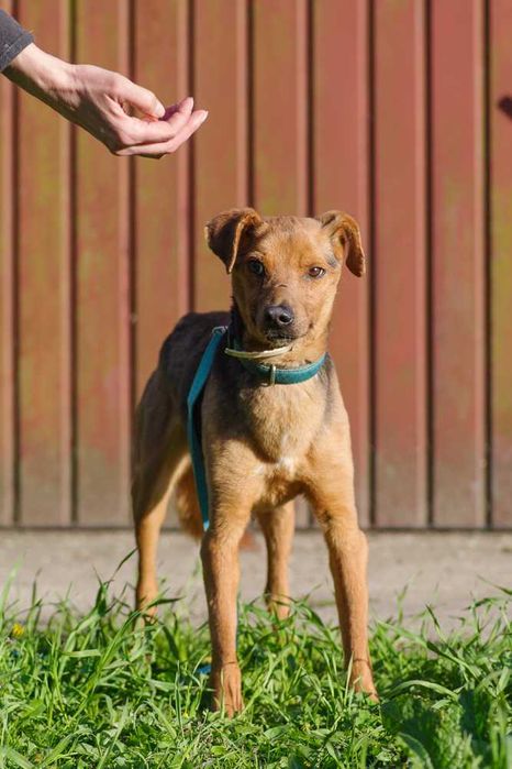 Drops szuka  domu schronisko Zgierz aktualne