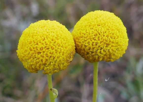 Pacote de sementes de Craspedia Globosa Amarela