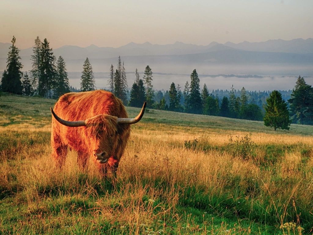 Byczek szkocki  highland