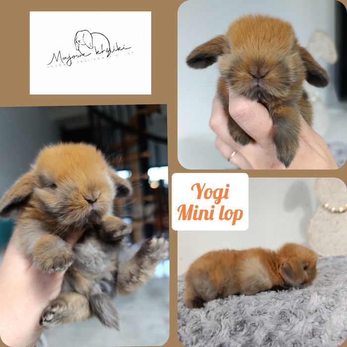 Królik króliczek mini lop hodowla zarejestrowana