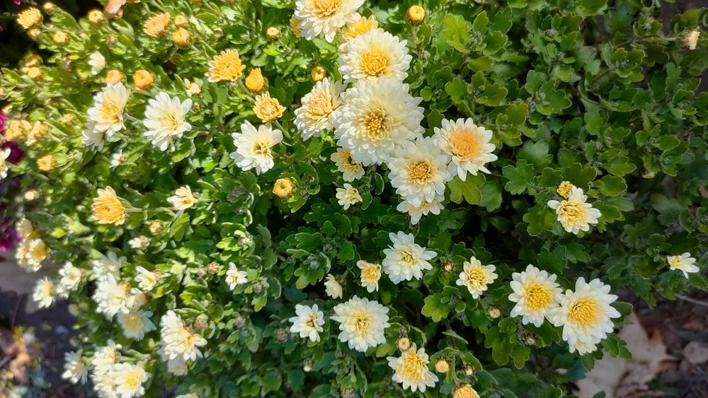 Хризантема мультифлора