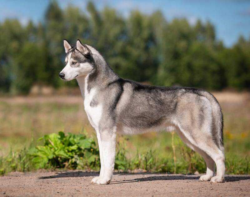 Siberian husky samiec rodowód ZKwP uprawnienia hodowlane