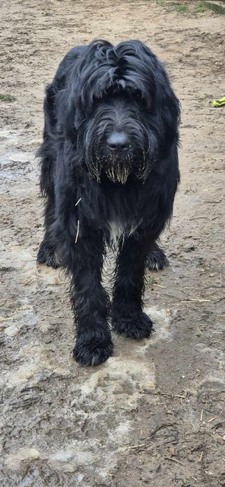 Piesek około 2 lata