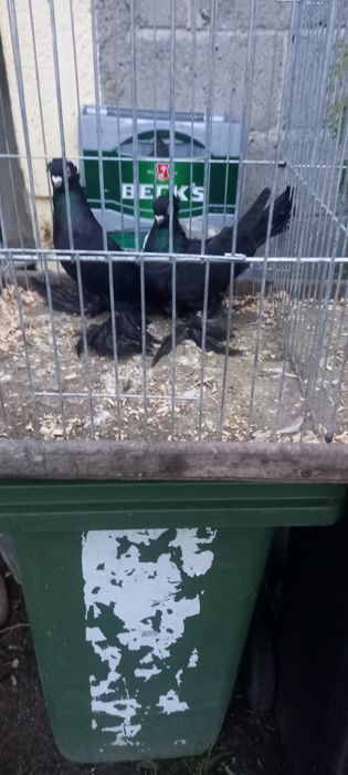 Sprzedam parę gołębi