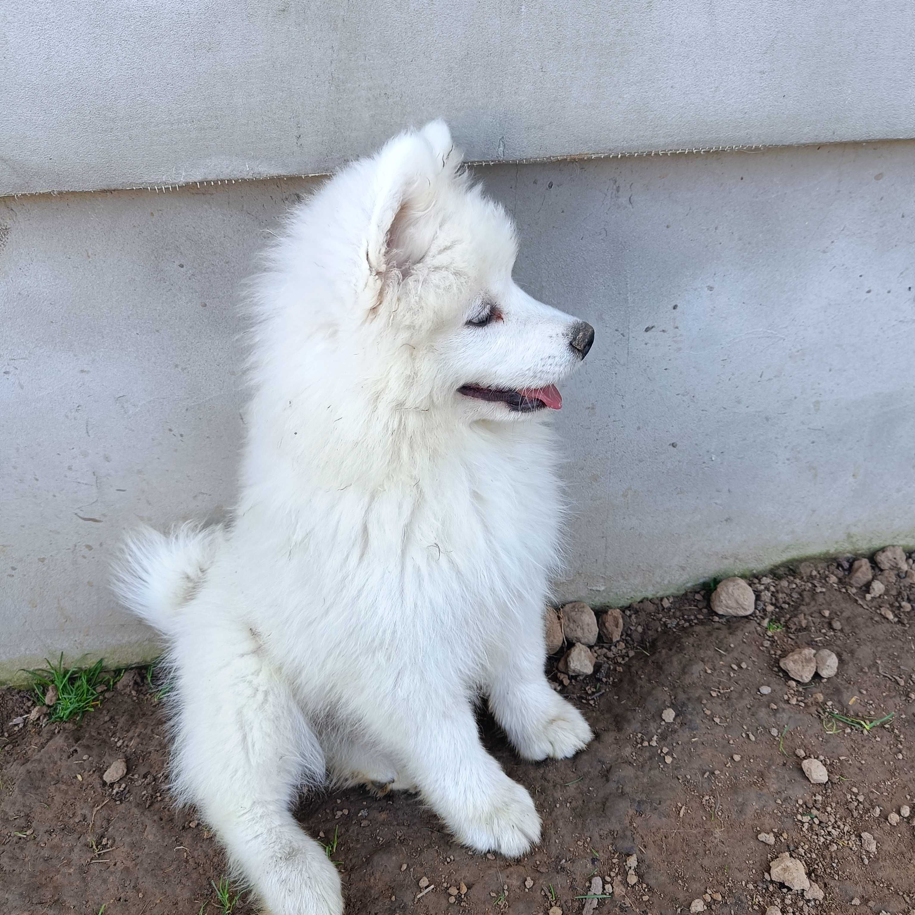 Samoyed FCI z prawdziwego związku ZKwP oddział Będzin szuka domu :)