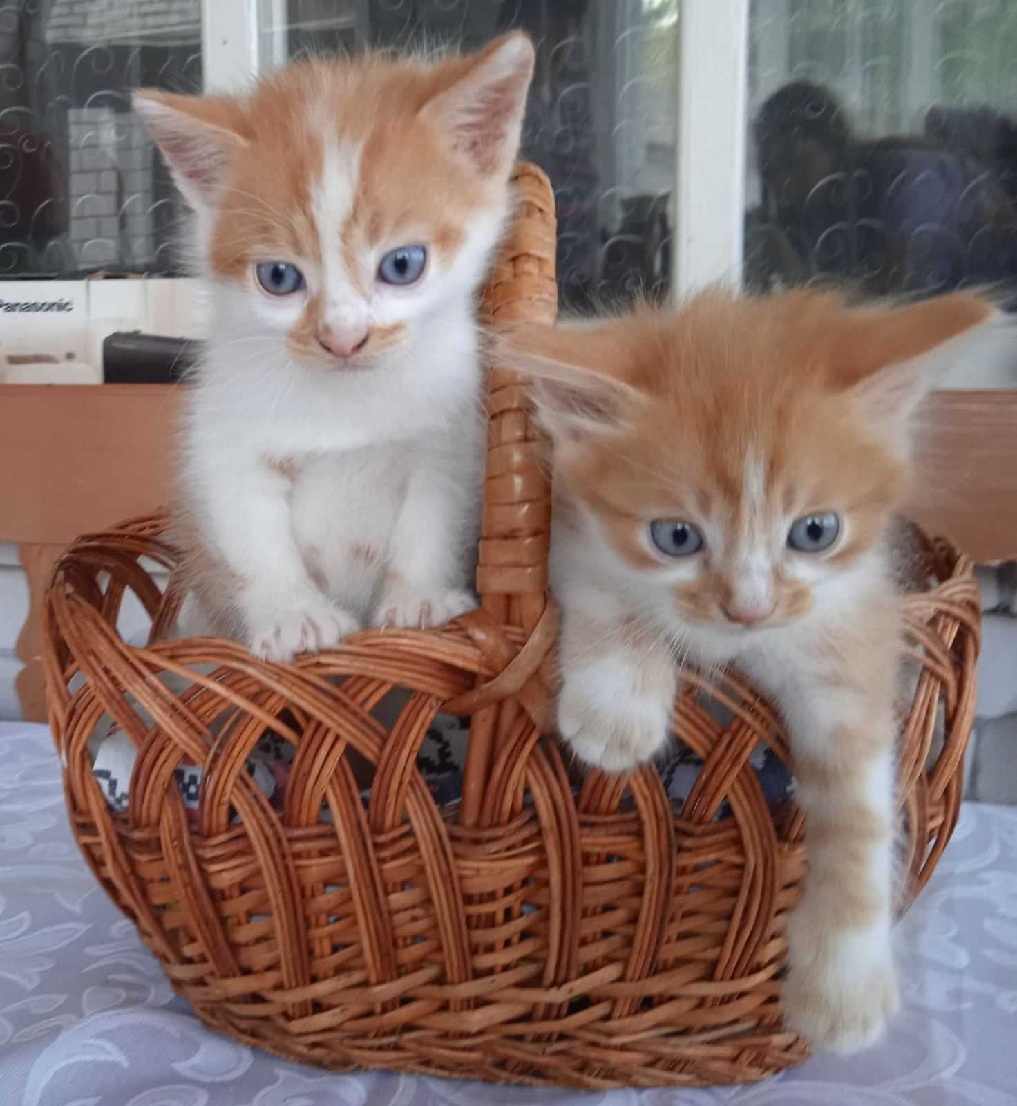 Віддам безкоштовно