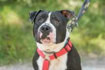 Piękny pies w typie TTB amstaff Shrek szuka domu