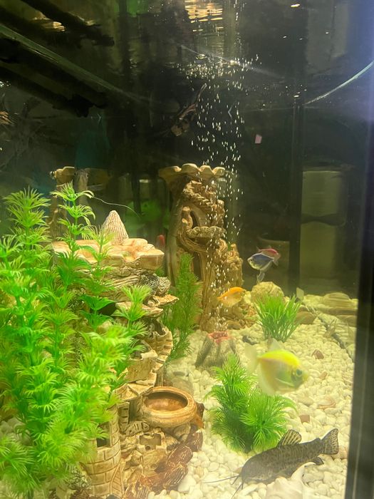 Акваріум природа на 200 літрів