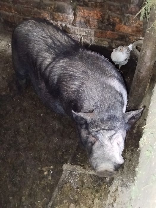 Срочно продам не дорого!