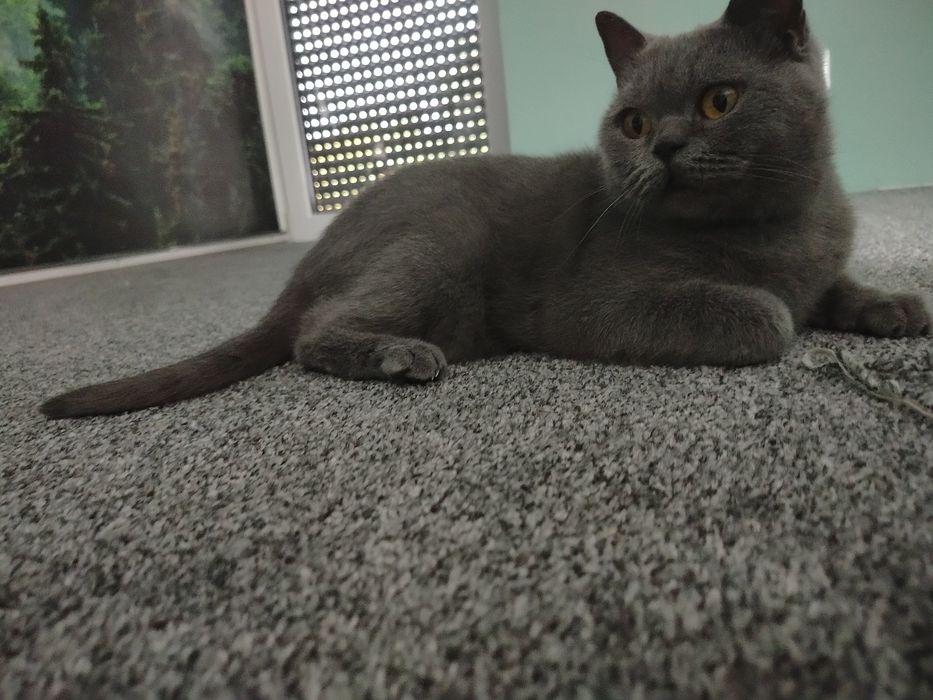 Kot brytyjski, kocurek brytyjski, kociak brytyjski