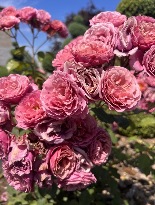 Троянди Miyabi, AOI, Acropolic (японки та інші) розы