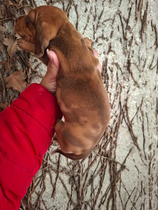 Teckel femea arlequim olho azul