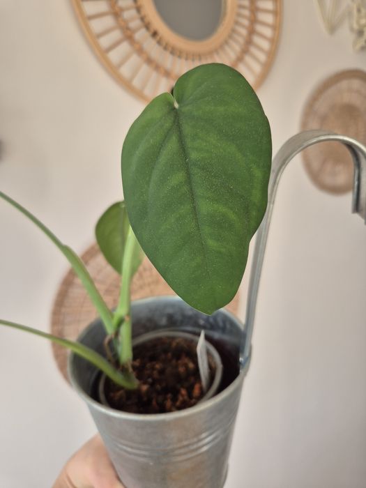 Syngonium Chiapense dark knight