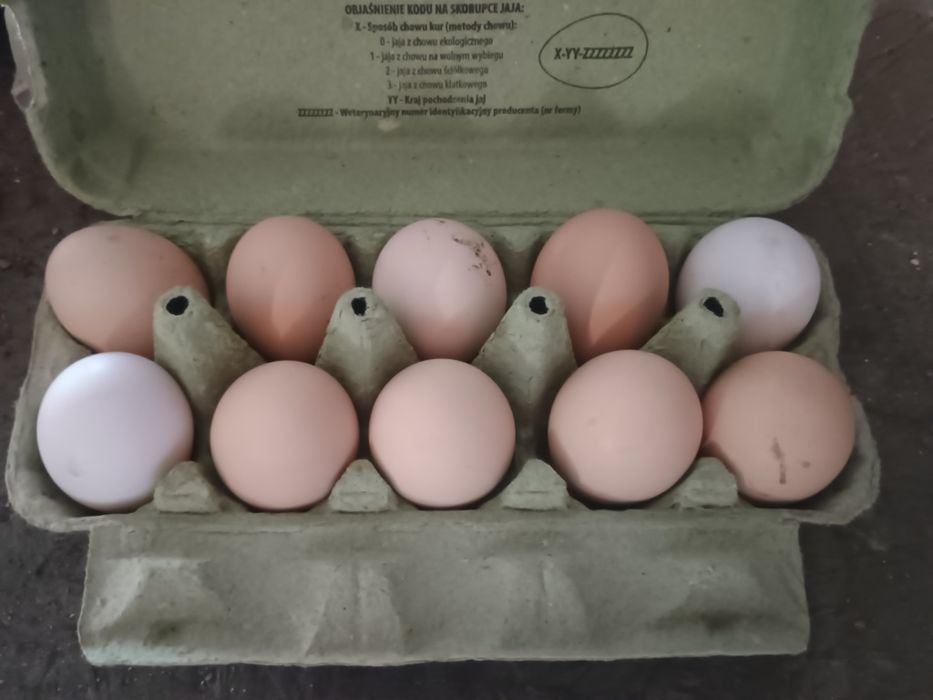 Jajka wiejskie z wolnego wybiegu.zapraszam do kupna