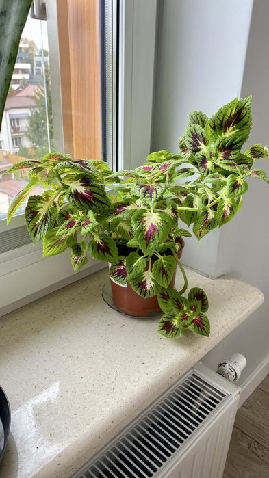 Kwiat pokrzywka brazylijska