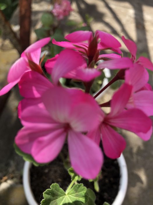 Краса на підвіконні