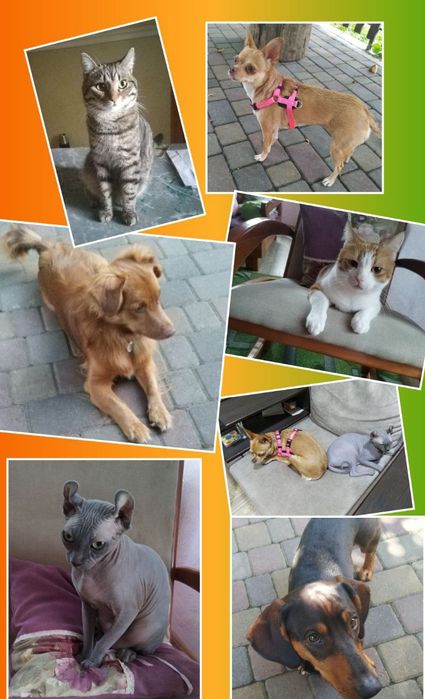 Перетримка собачок та котиків