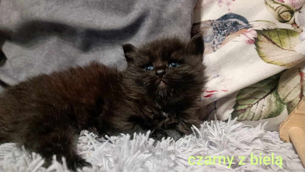 Kociak syberyjski z prawdziwymi rodowodem