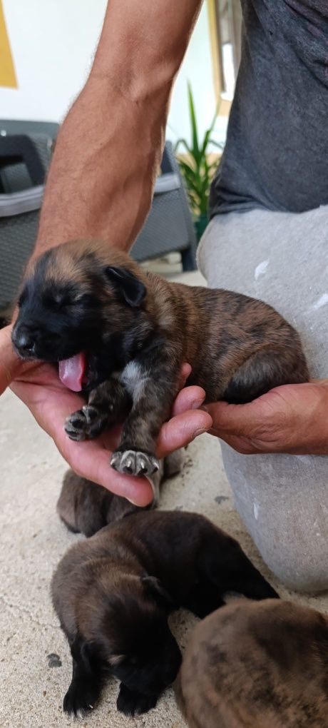 Cachorros de grande porte para adoção consciente