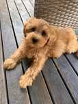 Maltipoo f1b chlopiec karmelowy :)