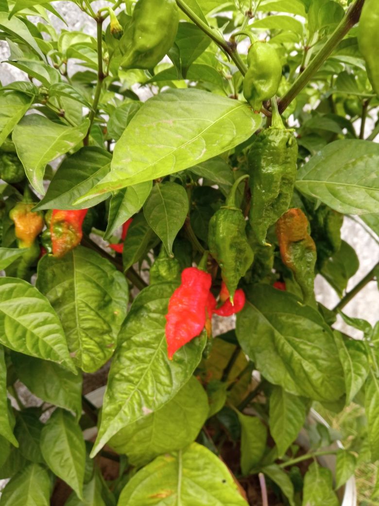 Semente de malagueta Ghost pepper (Bhut Jolokia)das+picante do mundo
